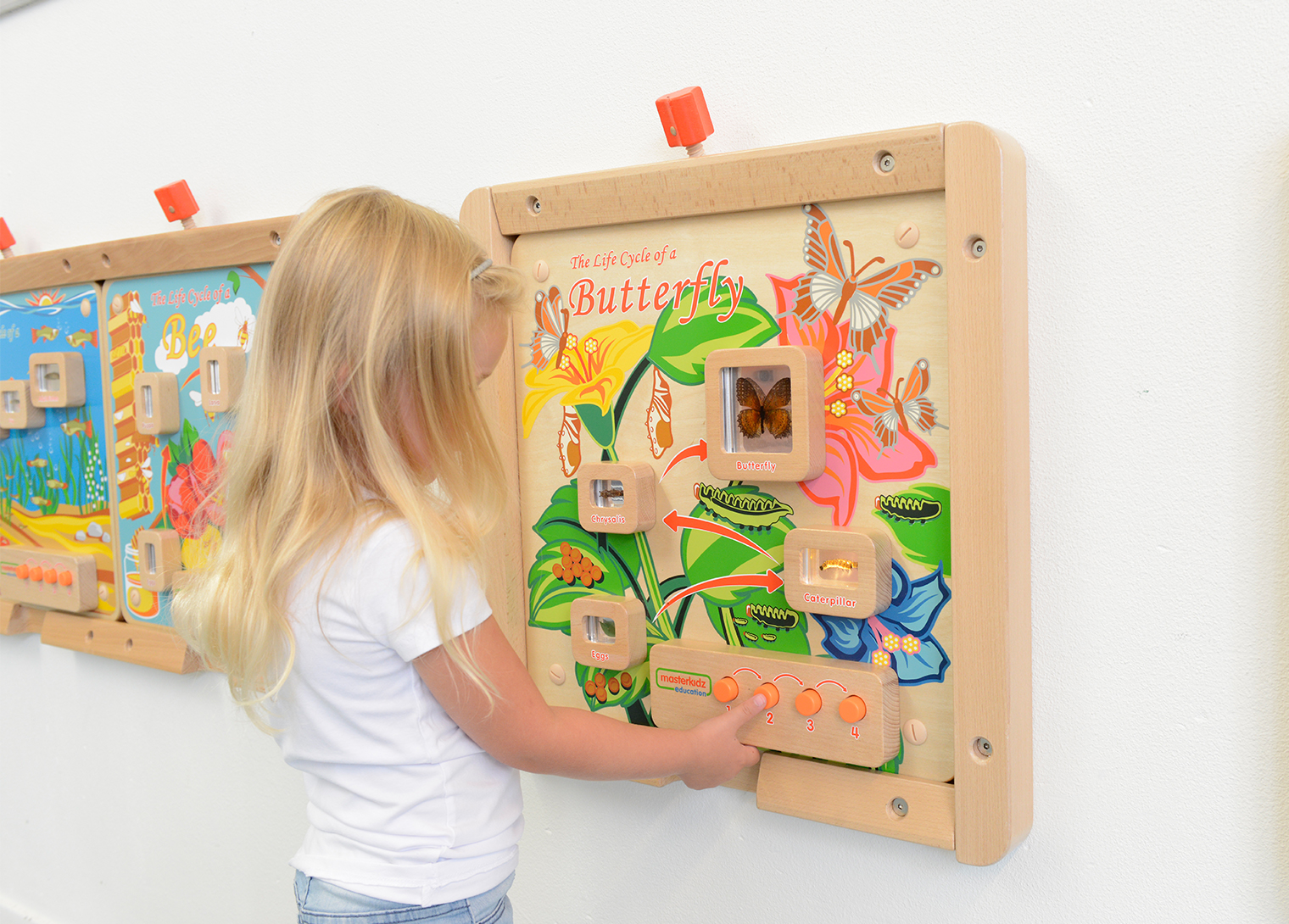 Light-Up Butterfly Life Cycle Stages Panel